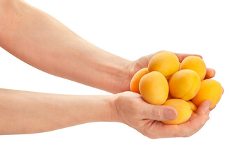 apricots in hand path isolated on white