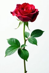 Obraz premium Single dark red rose, vibrant green leaves, clean white background, detail, still life