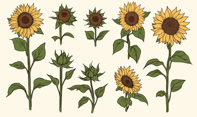 Minimalist Sunflower Vector Set Illustration for Design Projects