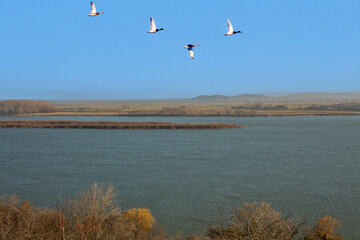 Wild ducks flying over Danube river banks in Romania.
