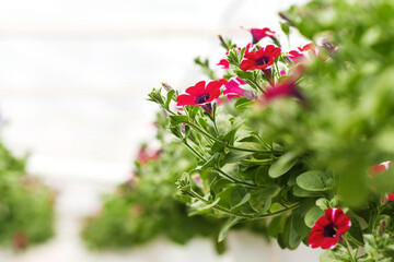 Plantation of purple and pink petunias.Potted flowers under ceiling in daylight in interior of greenhouse, free space
