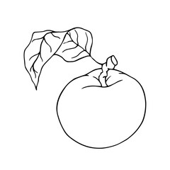 Line sketch, apple fruit outline. Vector graphics.