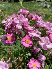 Summer flowers in flower beds. Blooming roses. Pink flowers. Flowering