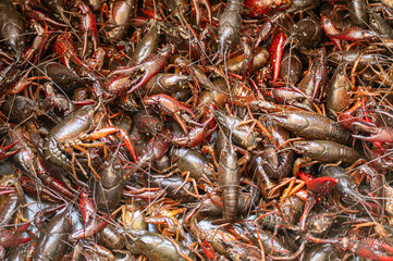 Louisiana crayfish ready for sale