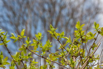 Fresh green leaves of a shrub emerging in early spring. Seasonal growth against a backdrop of bare tree branches and blue sky
