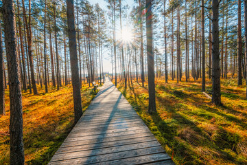 Fototapeta premium A wooden walking path Bor na Czerwonem nature reserve in Nowy Targ in Poland