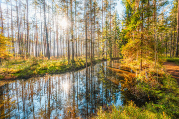A wooden walking path Bor na Czerwonem nature reserve in Nowy Targ in Poland