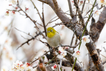 開花した梅の木の枝にとまるメジロ