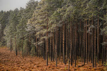 A wooden walking misty path in Bor na Czerwonem nature reserve in Nowy Targ in Poland
