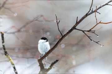 木の枝にとまるコガラ