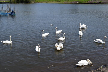 牛久沼（うしくぬま）／ 茨城県の牛久沼は小規模な漁業のほか、その水は主に農業用水として活用されています。また、週末などは多くの釣り人たちで賑わっています。沼に近い牛久市と同じ名前ですが、全域が龍ケ崎市の区域内です。
