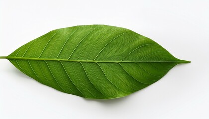 Obraz premium green leaf isolated white background food photography