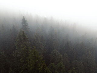 Aerial top view of summer green trees in forest with mountains in Slovakia. Drone