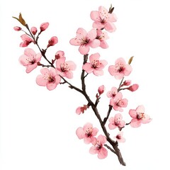 Delicate pink cherry blossoms on a branch