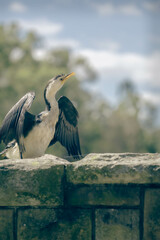 A Australasian waterbird - Little pied cormorant (phalacrocorax melanoleucos) drying its wings