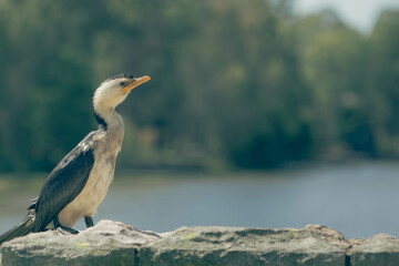 A side view of a Australasian waterbird - Little pied cormorant (phalacrocorax melanoleucos)