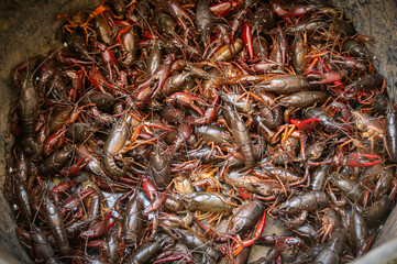 Bucket of crawfish ready for a boil
