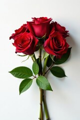 Fototapeta premium Stunning crimson rose bouquet, stems neatly arranged, perfectly against crisp white background , valentine, gift