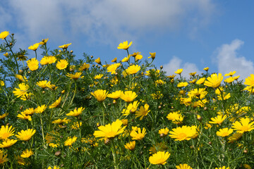 Fototapeta premium Yellow daisies on a field with a blue sky background