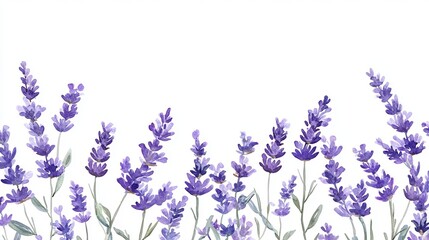 Naklejka premium Beautiful Watercolor Lavender Flowers Botanical Illustration Purple Floral Design Romantic Spring Summer Nature White Background Elegant Lavender 