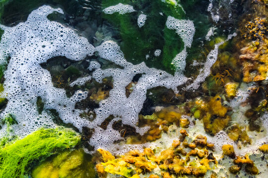 A green algae seen covering rocks in the tide. In the family Ulvaceae, known by the common names sea lettuce, green bait weed, gutweed, and grass kelp.