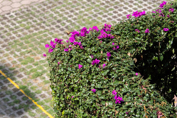 Fototapeta premium bugambilia enredadera sobre estructura