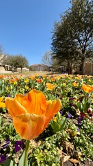 Spring Time Tulips at TCU - Texas Christian University, Fort Worth, Texas, USA