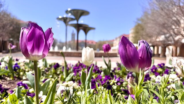 Spring Time Tulips at TCU - Texas Christian University, Fort Worth, Texas, USA