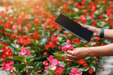 Modern plant growing. Farmer african american girl with digital tablet checks flowers in greenhouse, cropped