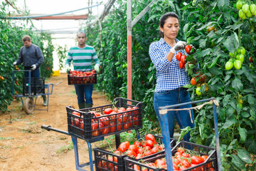 International farmer team harvesting red tomatoes in greenhouse