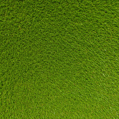 Fototapeta premium green grass texture