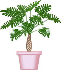 Beautiful philodendron xanadu plant is growing up in the pink ceramic pot for decorate home and garden. © Rose Aesthete