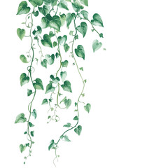 Obraz premium Green Liana Creeper Plant Garland Border for Creative Projects