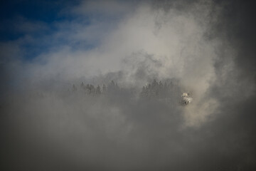 Forest in the fog