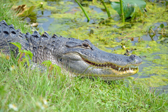 Closeup of the right side of alligator face, its mouth agape, teeth showing, lying in the marsh, at Lake Apopka, Wildlife Drive in Florida 