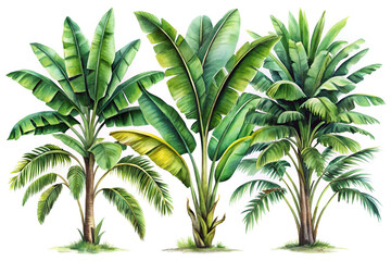 Watercolor Banana Tree Trio with Lush Green Leaves
