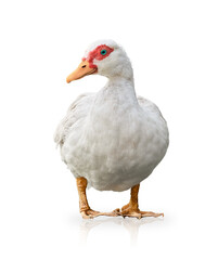 Obraz premium White Muscovy duck with red facial markings and blue eyes stands isolated on transparent background. PNG file.