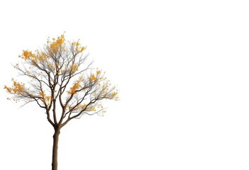 Fototapeta premium Lone deciduous tree, branches reaching skyward, stark white backdrop, element, background