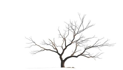 Fototapeta premium Lone tree, stark branches against pure white backdrop, foliage, illustration