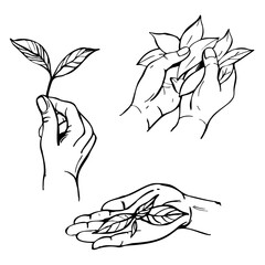Hand-drawn tea leaves in hands.  Vector sketch illustration.