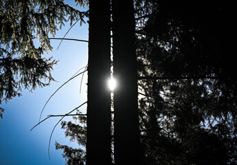 sunset in the park