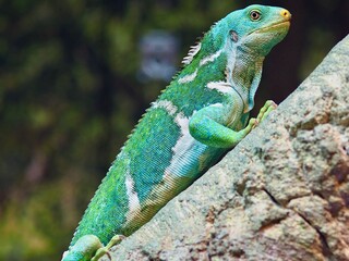 Obraz premium Marvellous Fijian Crested Iguana.