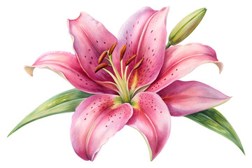 Fototapeta premium Watercolor Pink Lily Flower Illustration with Bud - Botanical Art.png