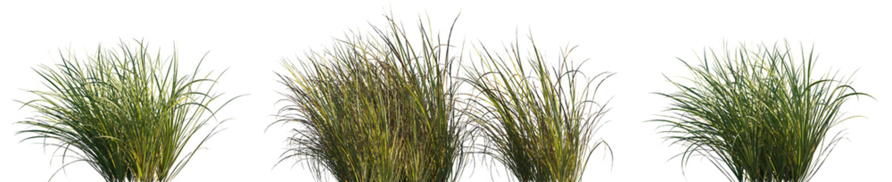 Grass Carex obnupta or Slough Sedge isolated png on a transparent background premium cutout high resolution (Slough Sedge, Coast Carex, Cyperaceae)