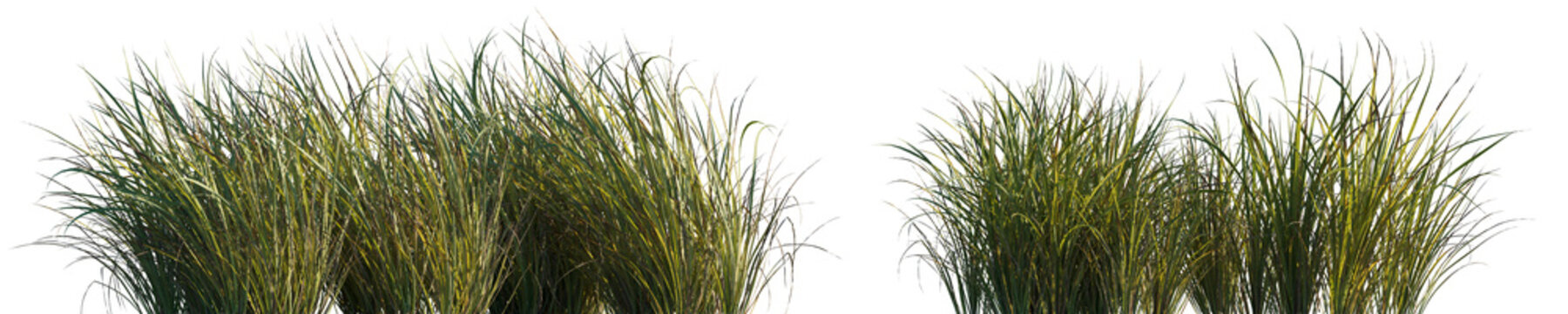 Grass Carex obnupta or Slough Sedge isolated png on a transparent background premium cutout high resolution (Slough Sedge, Coast Carex, Cyperaceae)