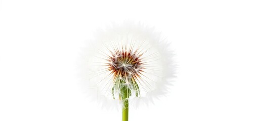 Fototapeta premium Fluffy dandelion seed head on white background, delicate wispy seeds ready to blow, background, flower
