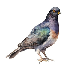 Fototapeta premium a pigeon bird on a white background