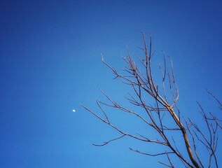tree branches against blue sky and moon 