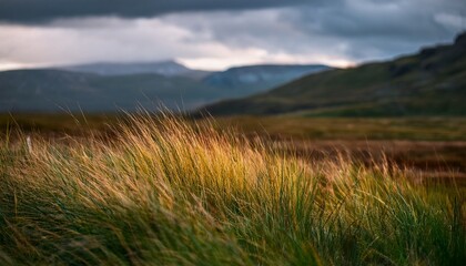 field in the mountains