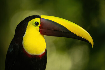 Chestnut-mandibled toucan (Ramphastos swainsonii). Bird captured in a striking close-up. Tropical...